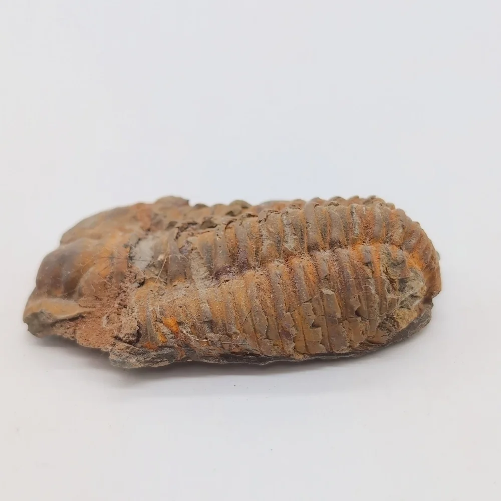 Real Trilobite Fossil 300 Million Years Old Oklahoma Devonian - Picture 4 of 7